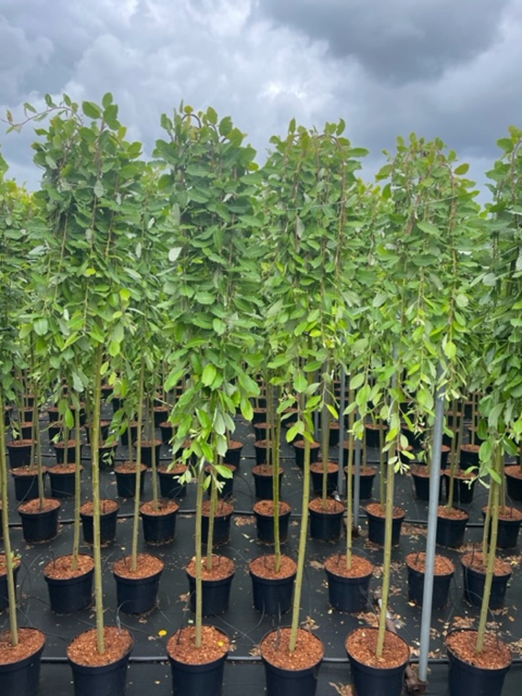 Salix caprea 'Kilmarnock' - 180 CM Stem C7.5